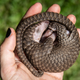A white-bellied pangolin rescued in Uganda last year.